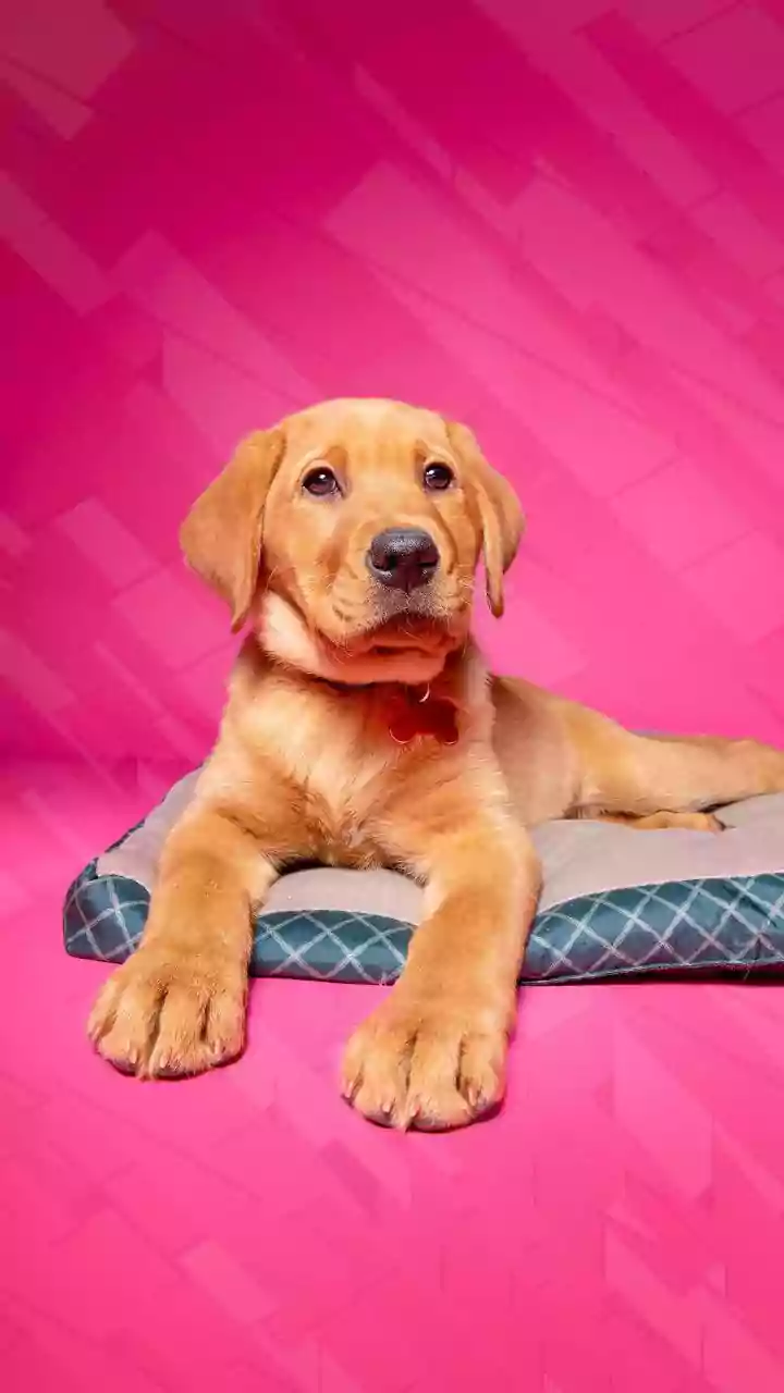Owners increasingly buy services once considered niche or luxury: why India's Premium Pet Economy matters