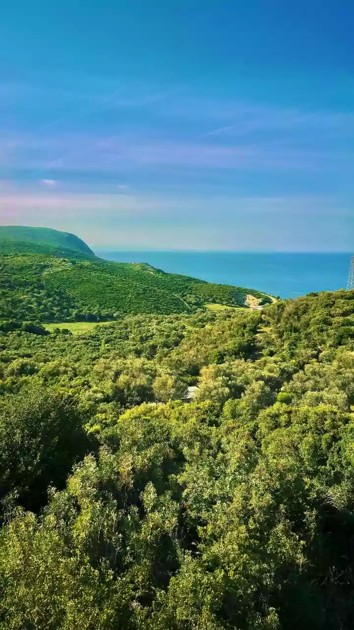 Boost Your Office Vibe: Nature Wallpapers for Your Laptop!