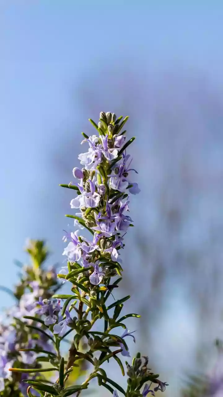 Neelakurinji Blooms Need Distance, Care and Responsible Tourism