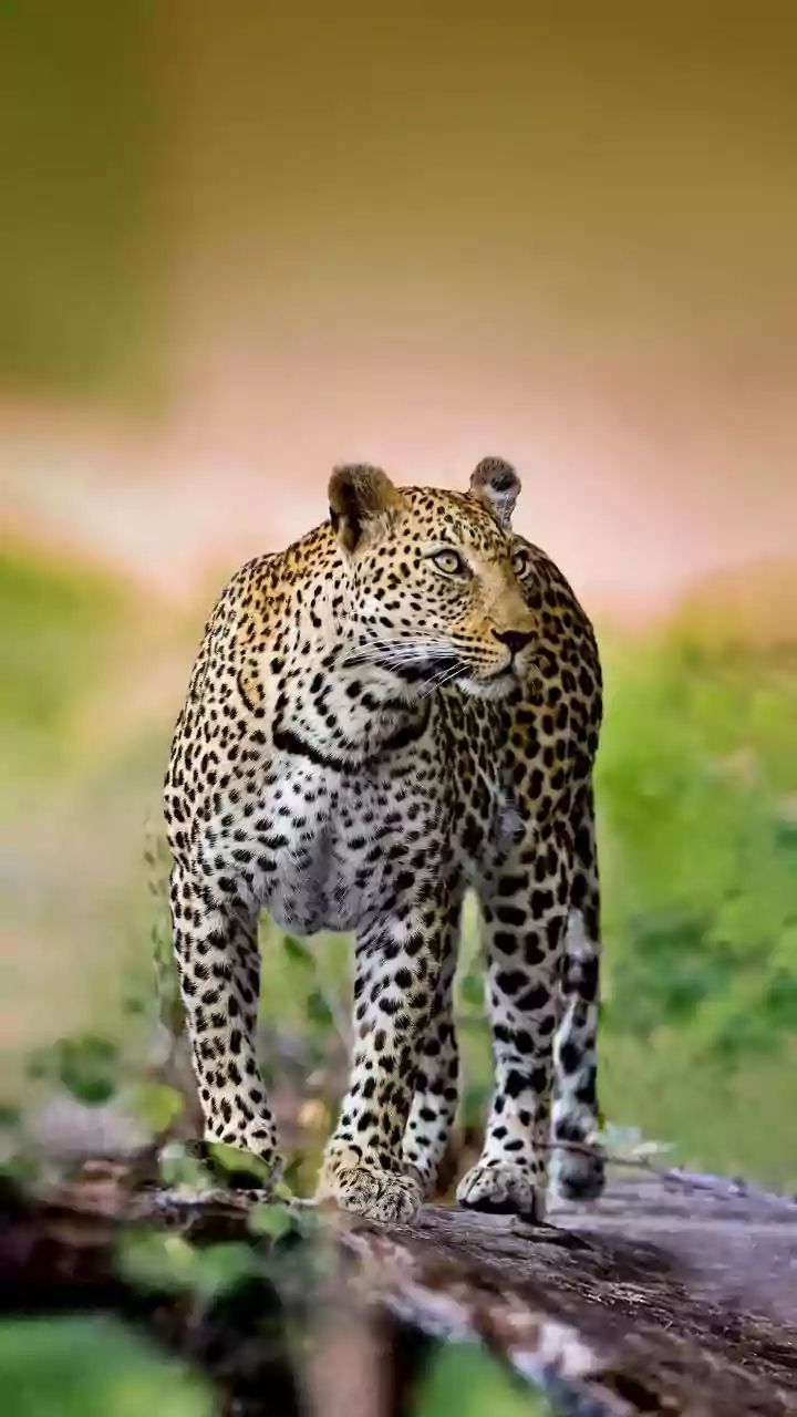 Where To See Leopards In India: A Tried & Tested Guide For Travellers