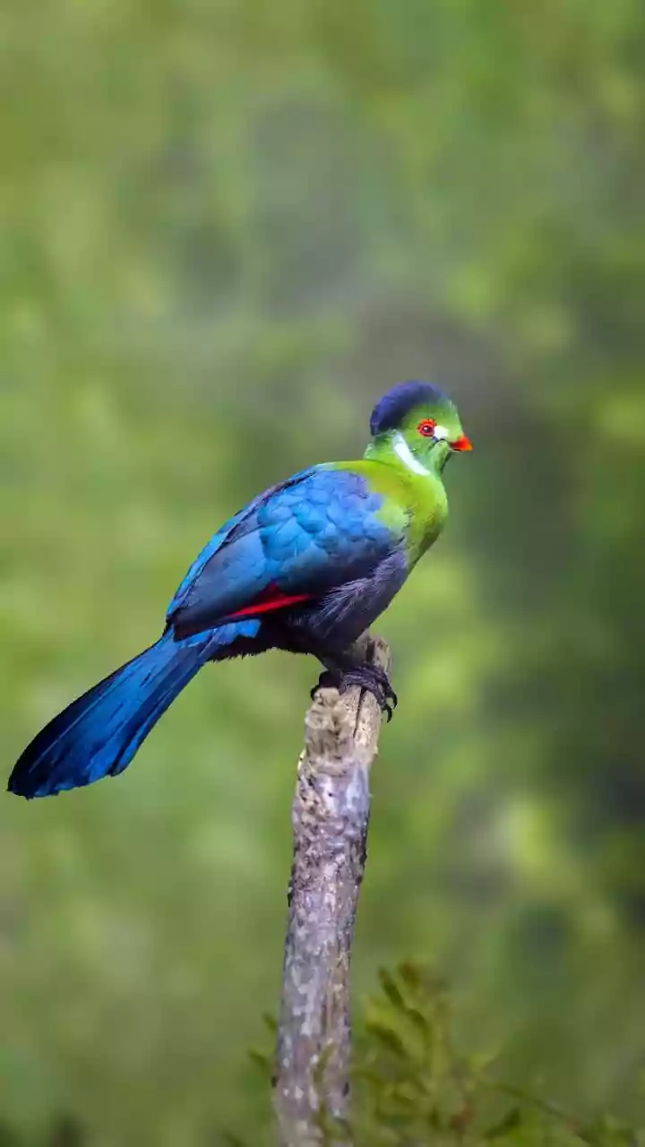 South Andaman's Rainforest Birding Trail Keeps Guide Quality Tied to the Current Update