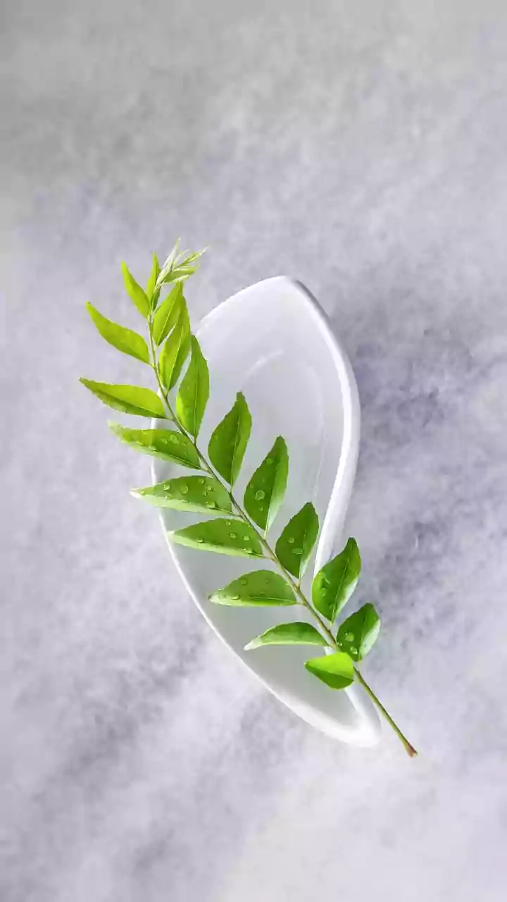 How to grow curry leaf plant at home