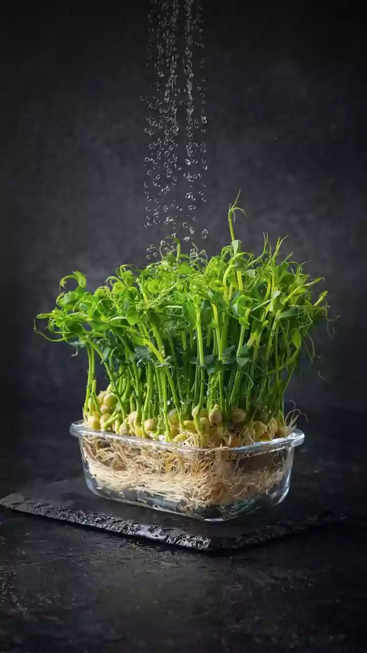 How Indian Millennials Are Growing Superfood Microgreens In Kitchens