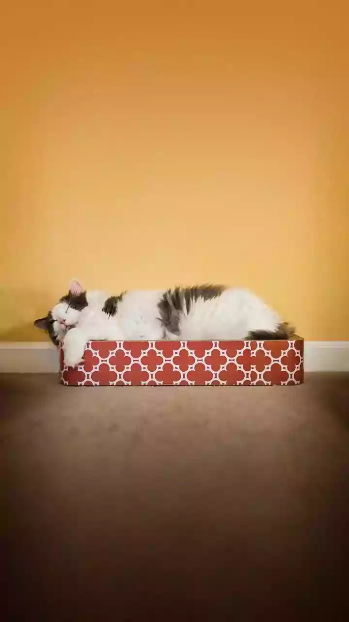 Apartment Cats Need Routes to Retreat from Visitors and Noise