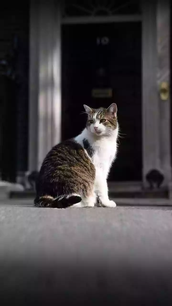 Tripped Or Stumbled? Larry The Cat Responds To Downing Street Drama During Polish PM Visit