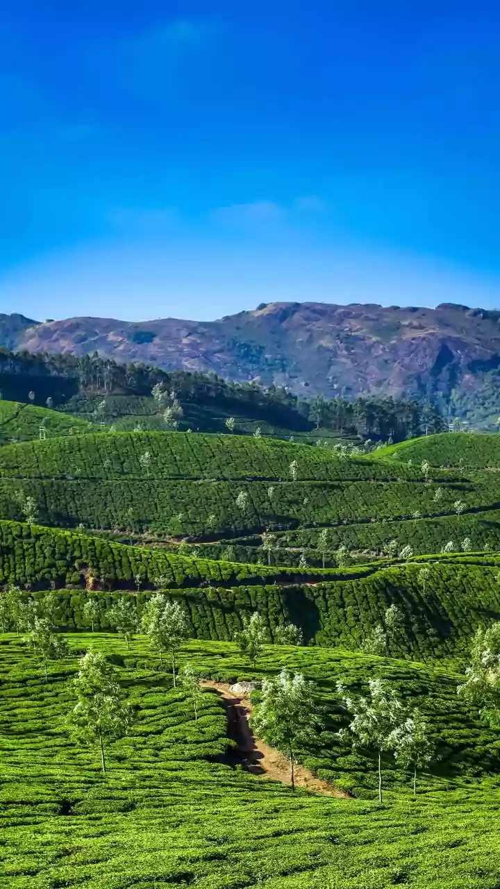 Remote workers in Tier 2 cities head to Coorg coffee estates for scenery
