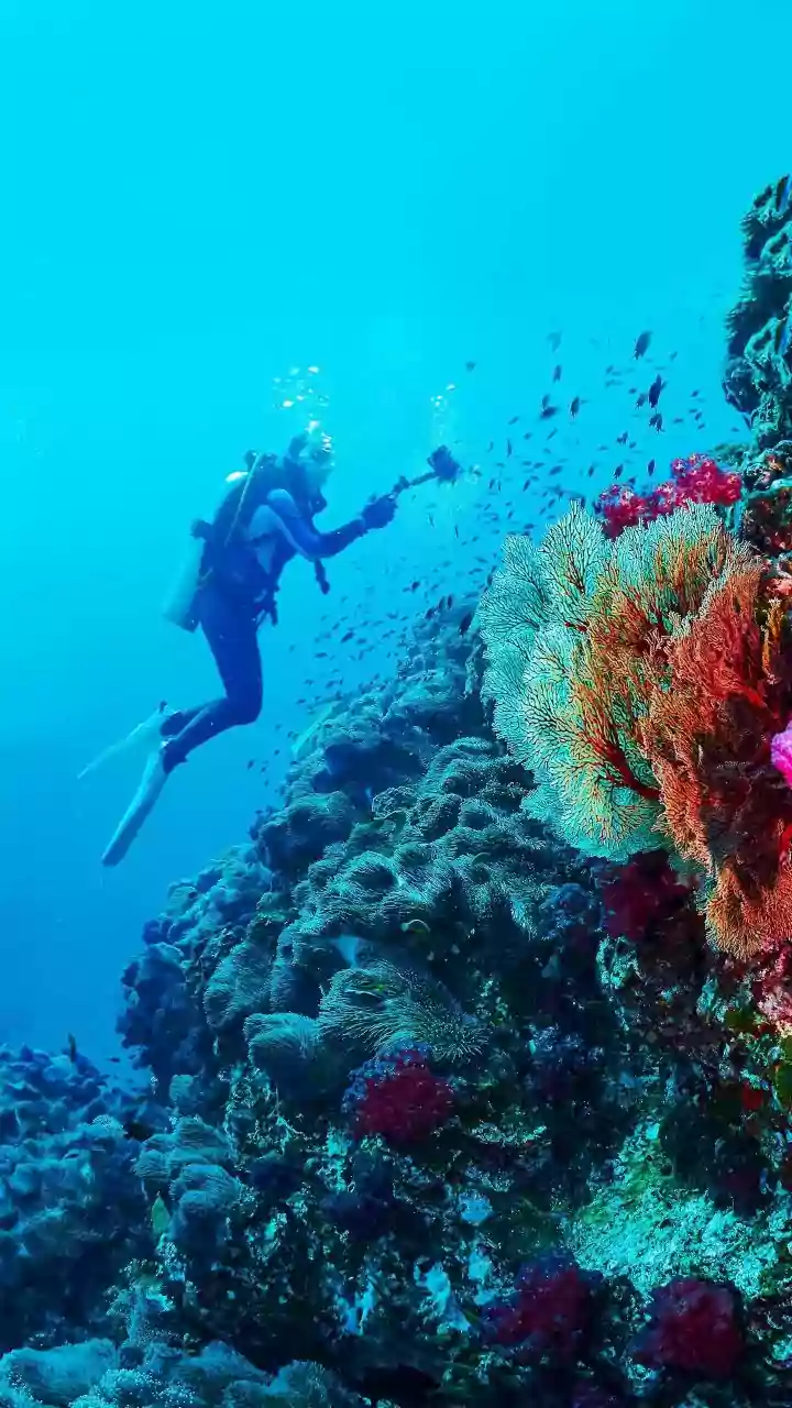 Discover Scuba Programs Let Beginners Try Diving With Structured Training