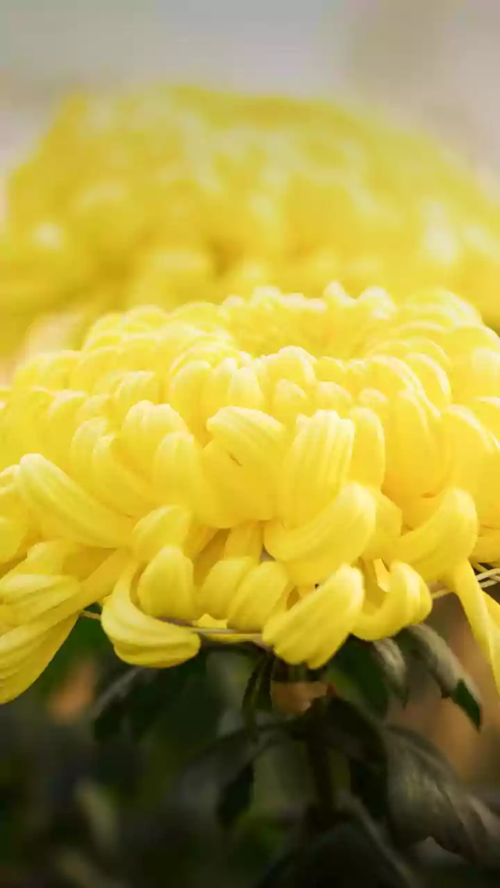 October Gardening Tips Grow Bright Marigolds Chrysanthemums And Fresh Winter Spinach At Home