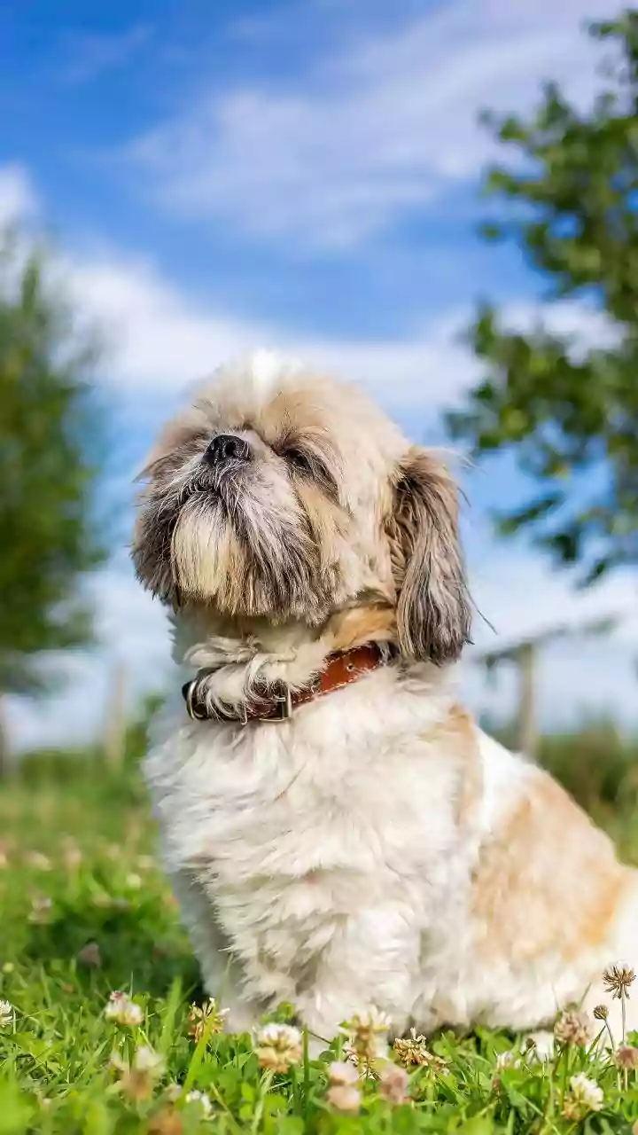 Shih Tzu: 6 Tail-Wagging Reasons This Breed is a Child's Best Friend