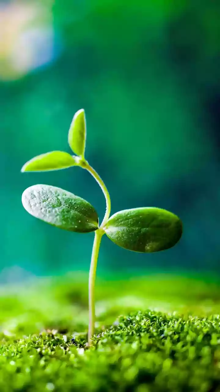 Why Starting Small SIPs Today Delivers Far Better Returns Than Waiting For Success