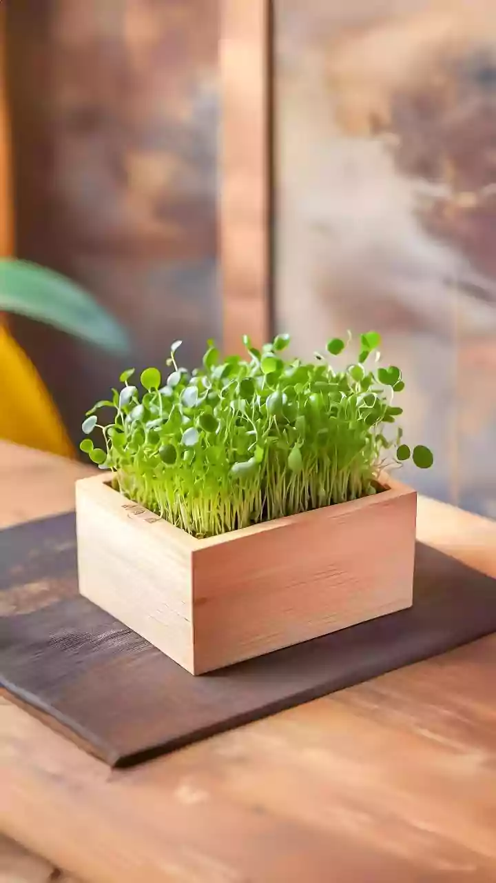 Broccoli Microgreens: Tiny Powerhouses for Your Plate and Health