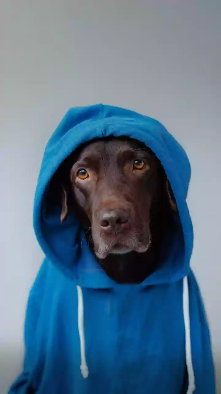 Pet Parents Film Pups Wearing Neon Waterproof Raincoats Evening Walks