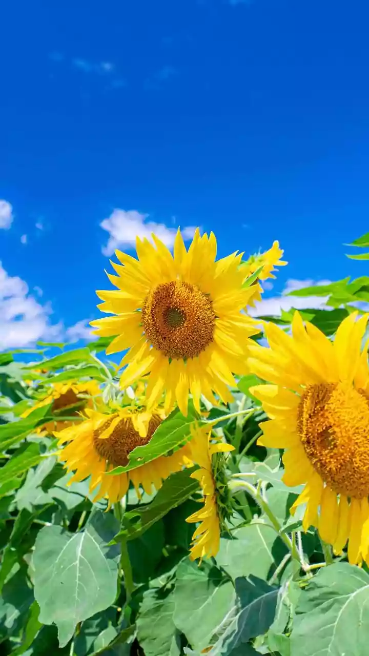 Sunflowers Uncovered: Fascinating Facts About These Cheerful Blooms