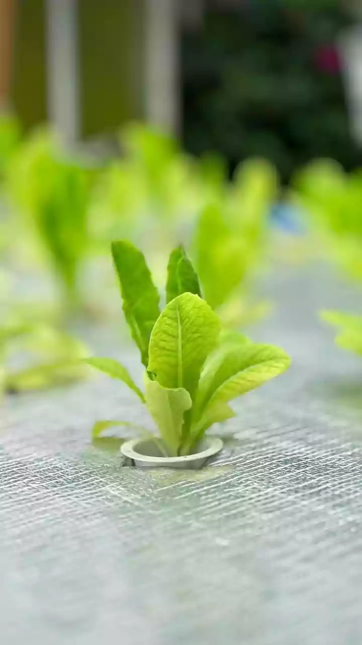 Effortless Hydroponic Ginger: Your Guide to Growing Spice Without Soil