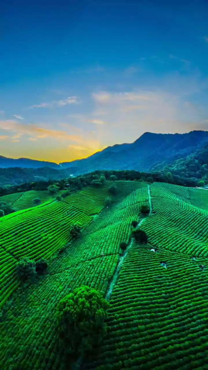 Japanese Tea Production Is Adapting To The World's Appetite For Matcha