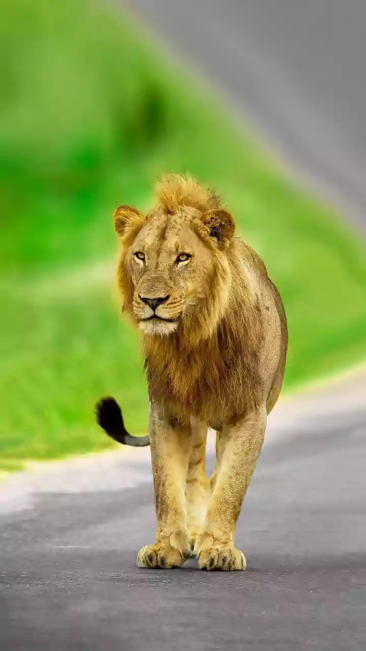 World Lion Day 2026: Fascinating history of Asiatic lions and 5 best safaris in India