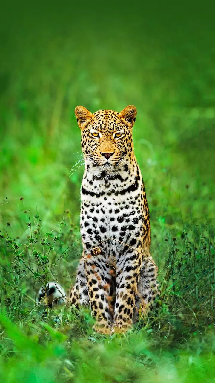 Maharashtra farmers use spiked neck bands to avoid leopard attacks