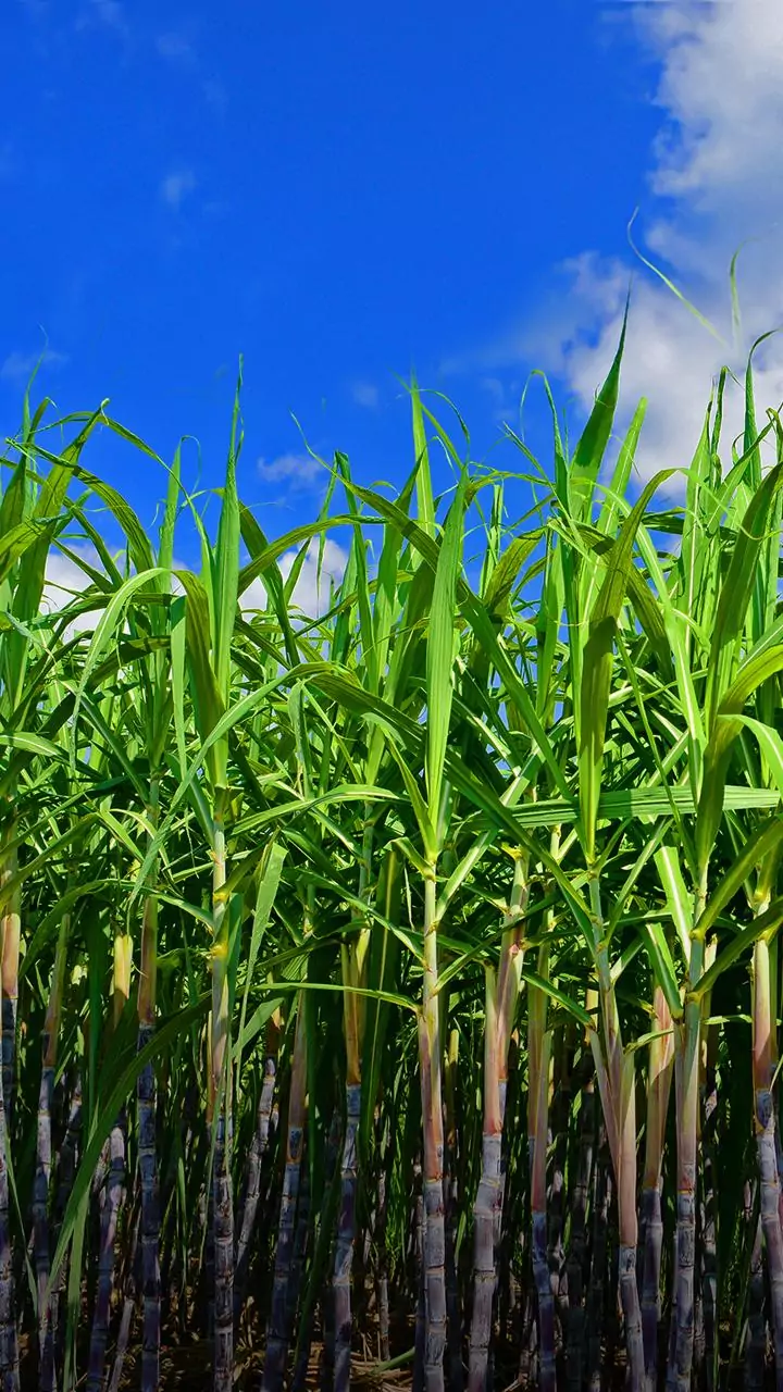 UP raises sugarcane prices again, boosts farmers' incomes
