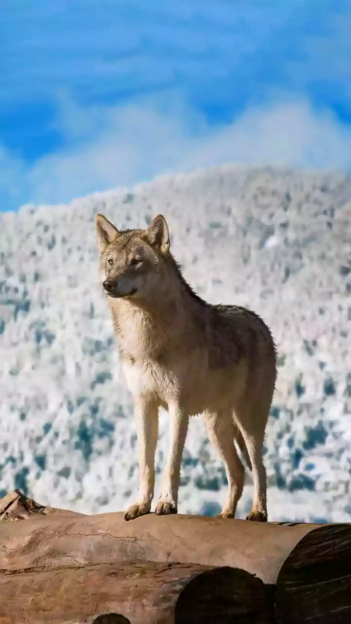 Wolf Carcass Found After Village Attacks in UP