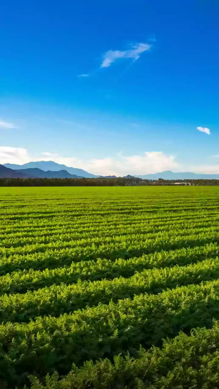 Post-monsoon insurance renewals climb ahead of 2025 season