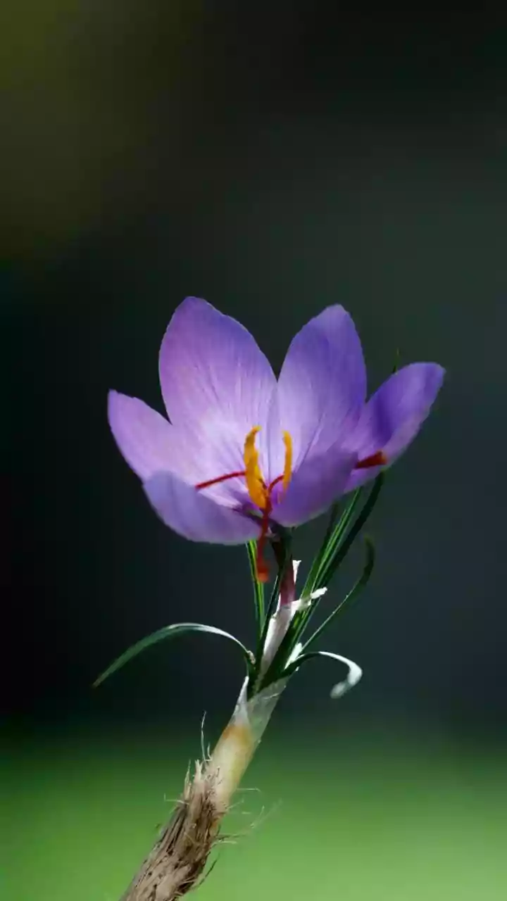 Kesar Can Be Your Winter Glow Secret! Here’s How To Use Saffron For Beautiful Skin