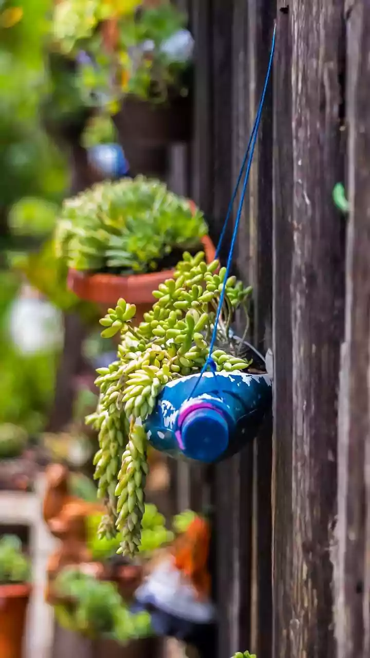 Trailing Succulents Near Windows Are The Ultimate Aesthetic Balcony Upgrade