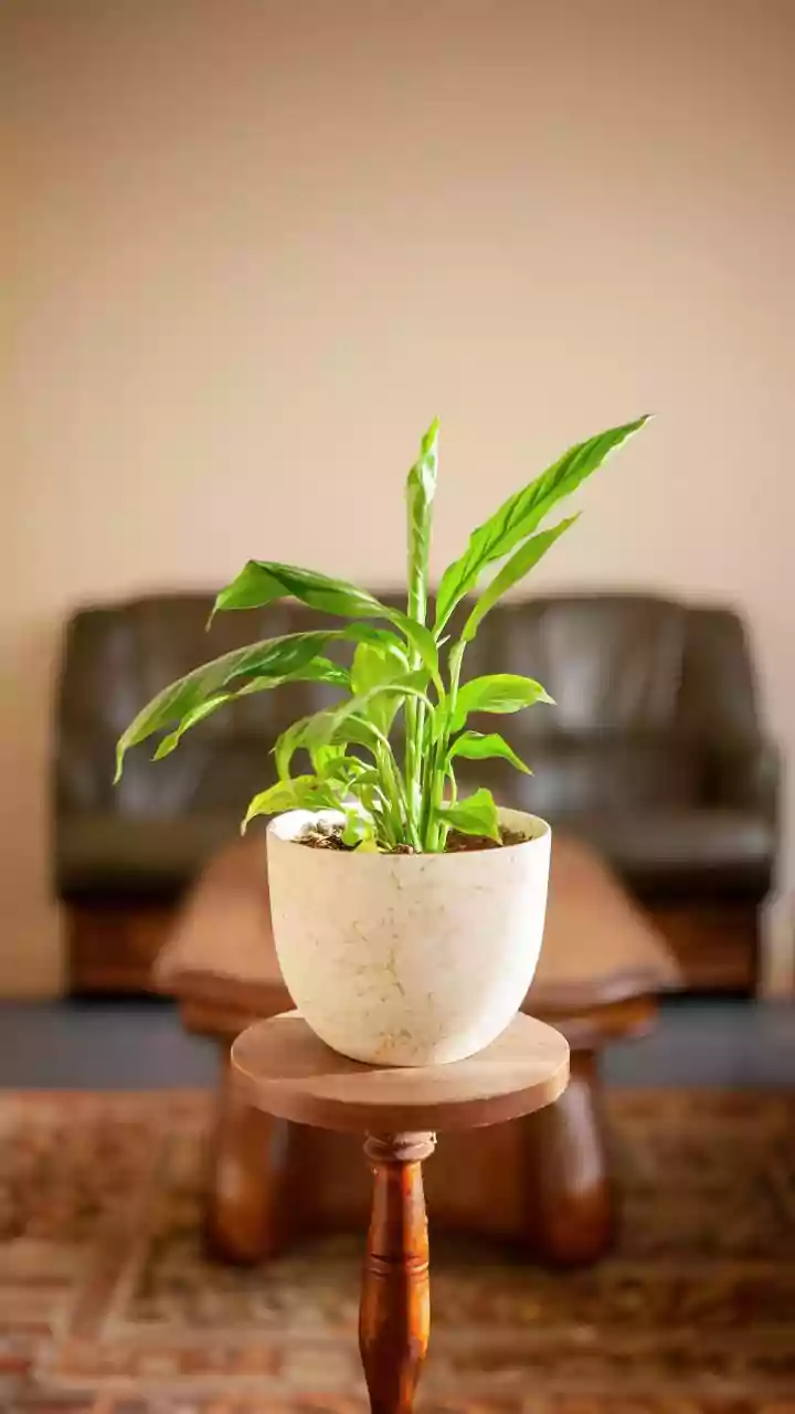 Can Houseplants Clean Indoor Air? What To Know Before Relying On Them