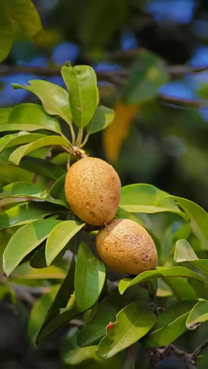 Fruit Trees That Thrive with Minimal Care