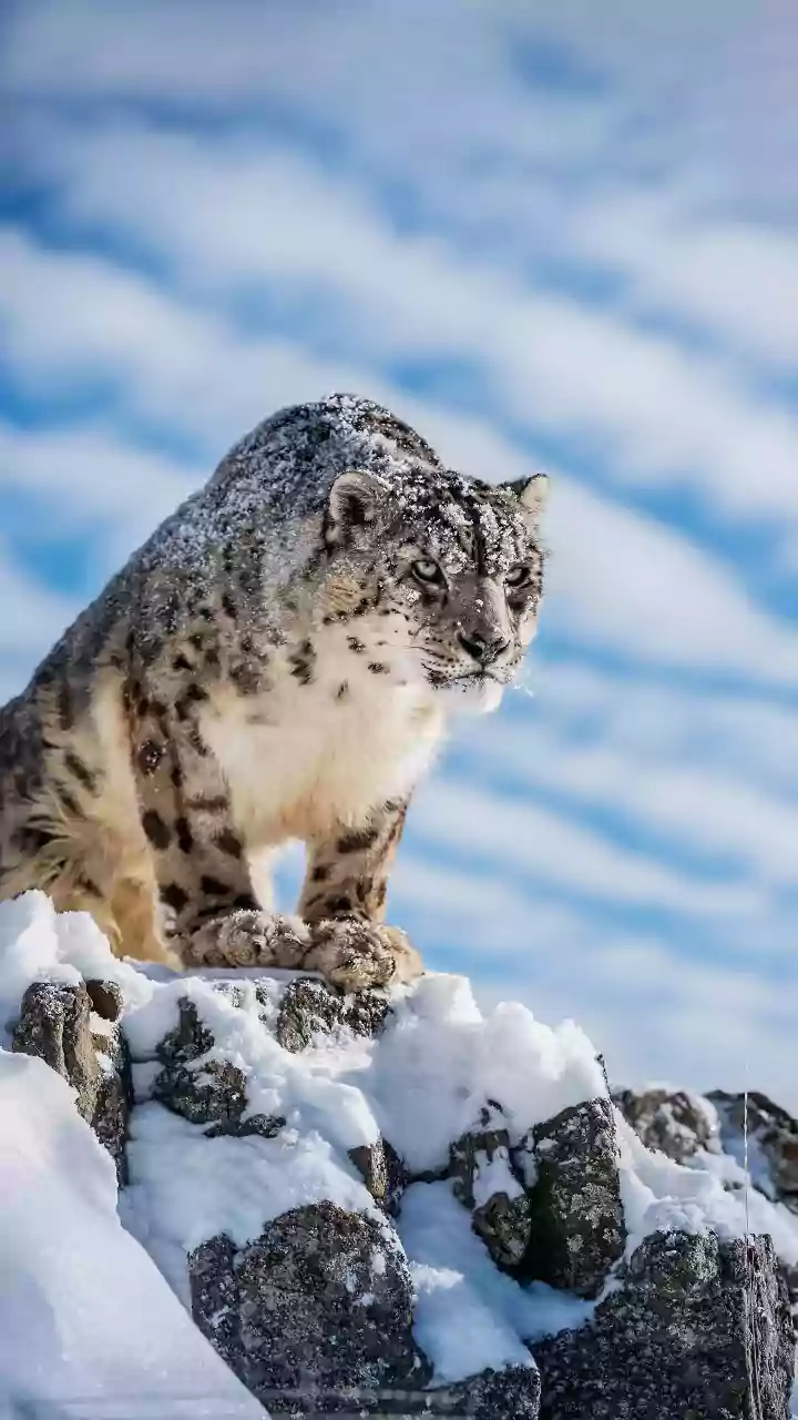 Snow Leopard Vs Ibex: Heart-Stopping Hunt In Spiti Valley Goes Viral