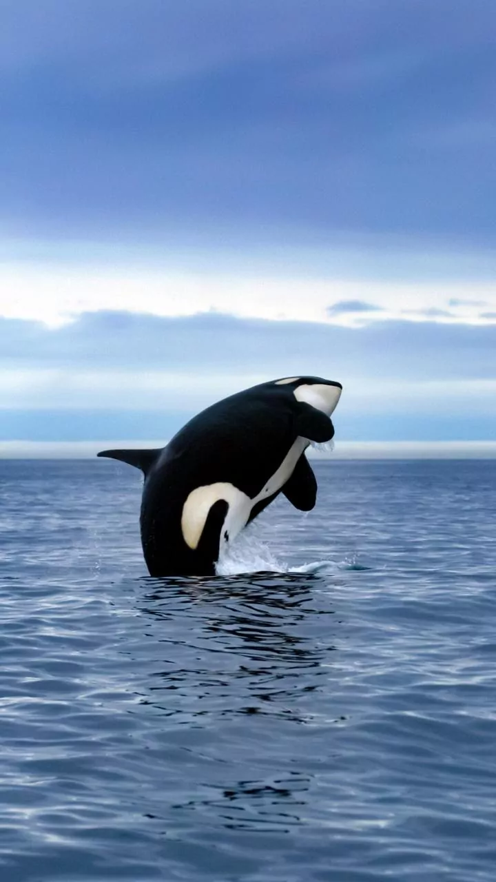 Falsas-orcas estão emagrecendo e correm risco de serem extintas; entenda!