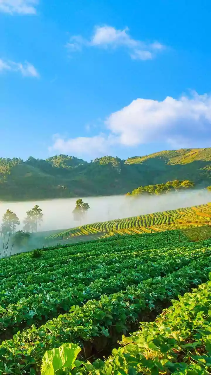 Understanding Crop Insurance for Indian Farmers