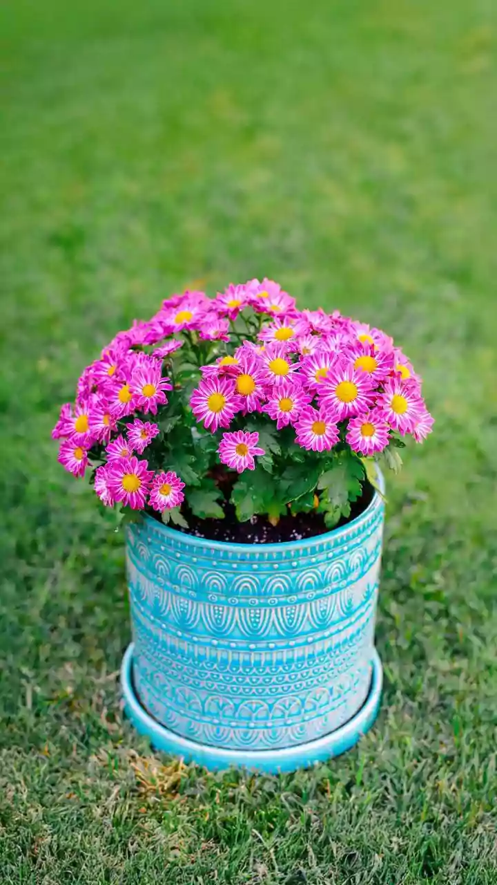 Indian Apartment Gardens Can Thrive With Seasonal Flowers, Suitable Pots And Thoughtful Watering Routines