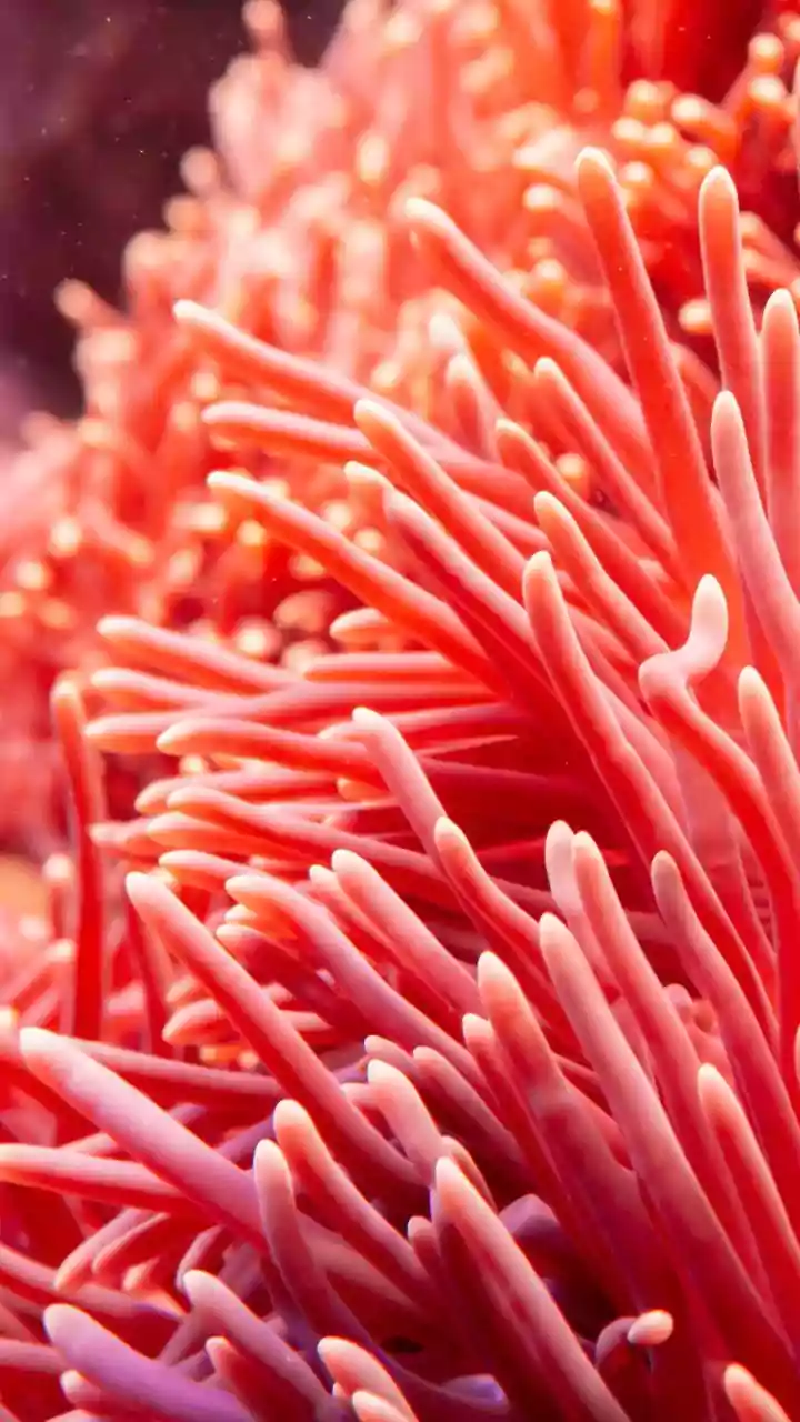 How Deep Sea Organisms Produce Unique Enzymes Adapted To Freezing Temperatures Pressure