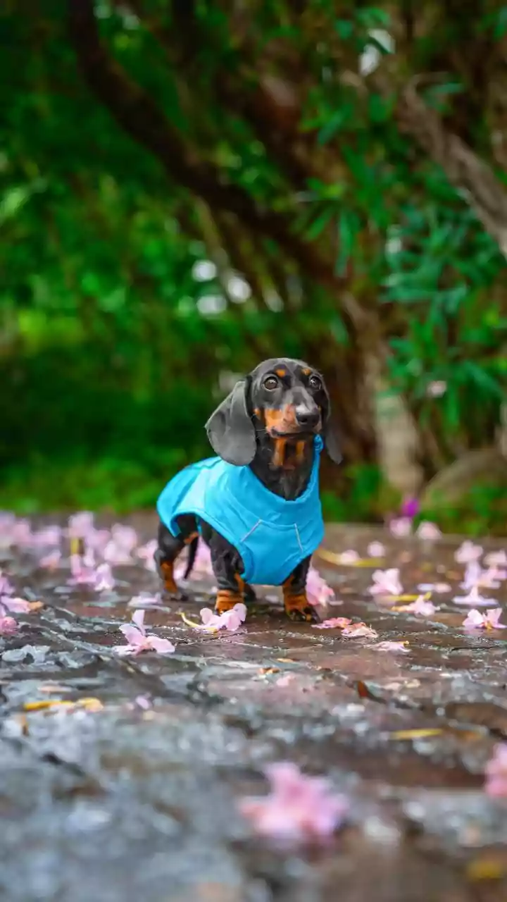Viral Dog Rain Jackets Keep Your Pets Safe During Storms