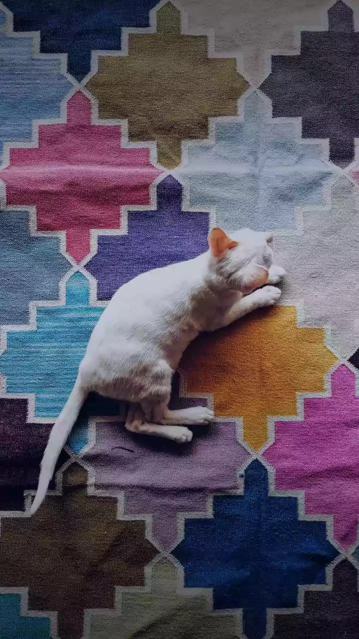 Cats find joy on warm rugs as post-rain chill sets in