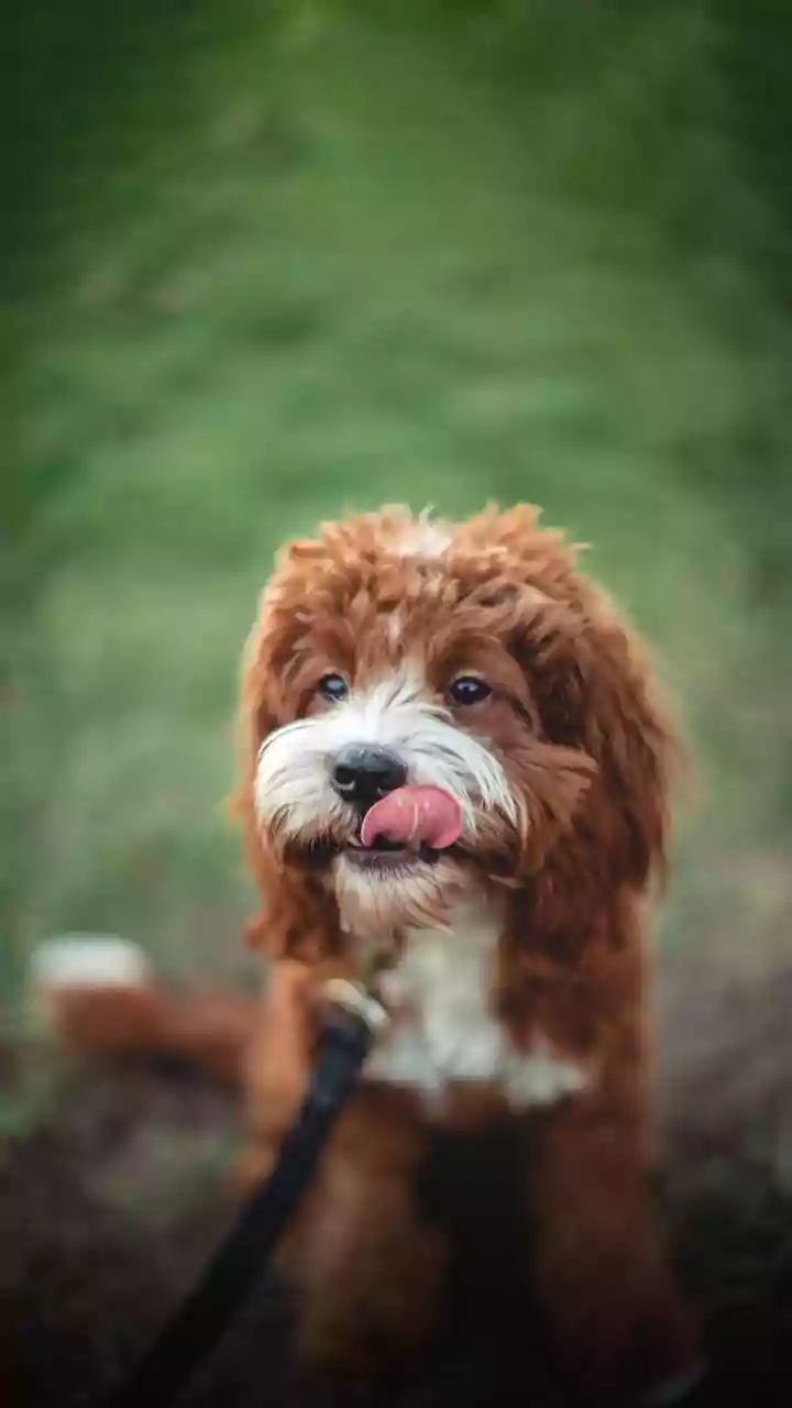 Lambedura excessiva e isolamento: como descobrir se o seu cão ou gato está ansioso