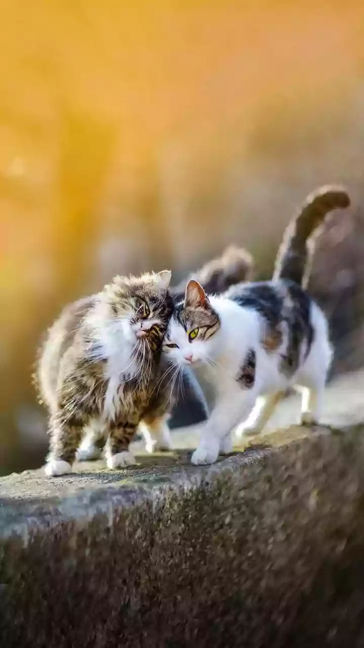 Indian Animal Lovers Witness Surge In Stray Cat Cardboard Housing