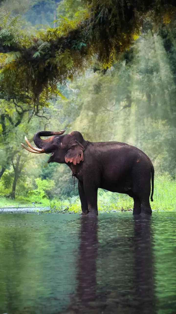 Two wild elephants die after being electrocuted in Assam