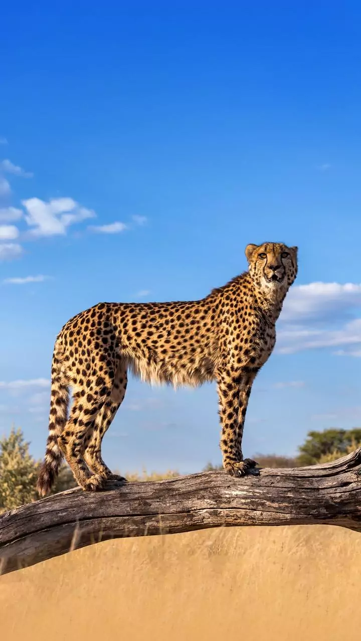 India to get cheetahs from Botswana for Project Cheetah