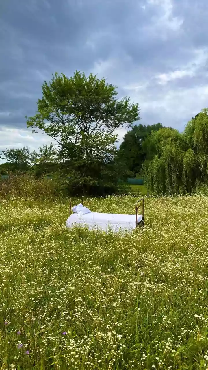 5 wildflower meadows in Wales you must visit