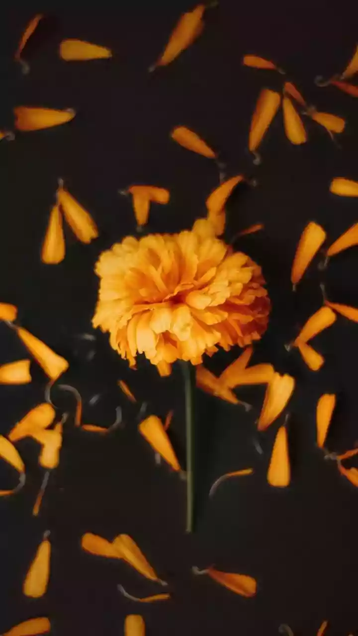 Fallen Petals Matter As Much As The Plant On The Stand