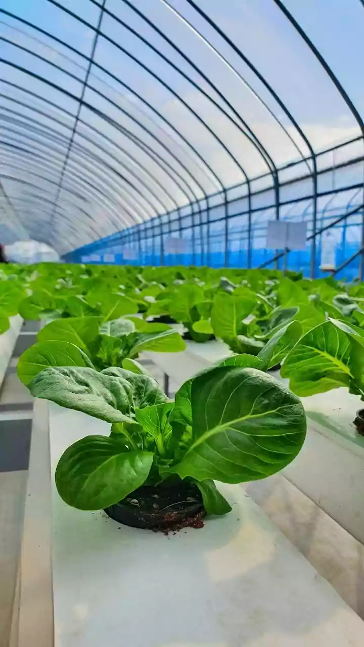 Hydroponic Strawberry Farming Offers Year-Round Growth With Little Room for Error