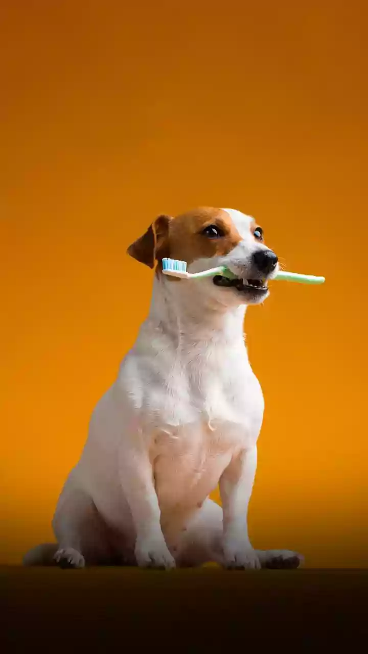 Staff Training Matters More than Premium Branding in Pet Care