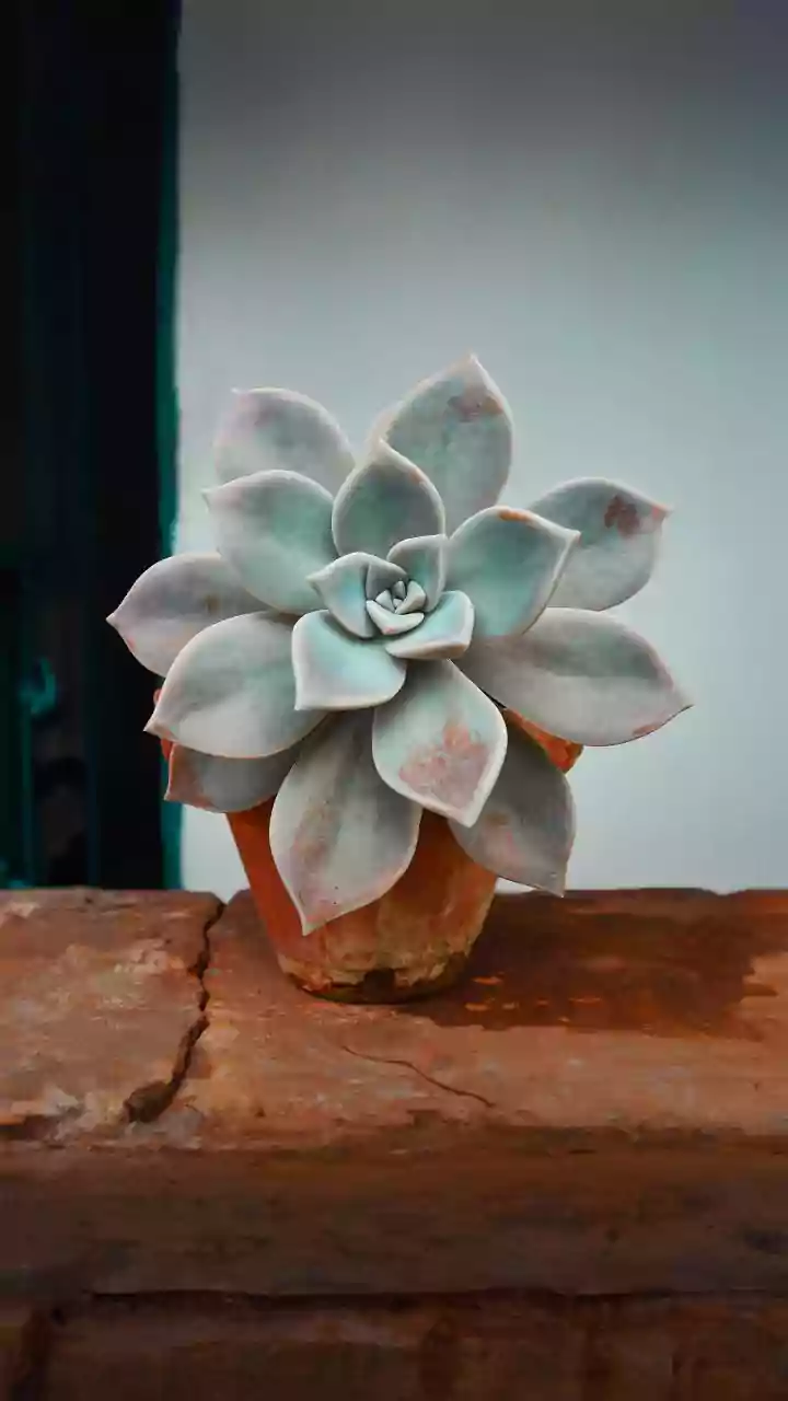 Locals steal flower pots from Rashtriya Prerna Sthal in Lucknow after PM Modi’s event, videos go viral