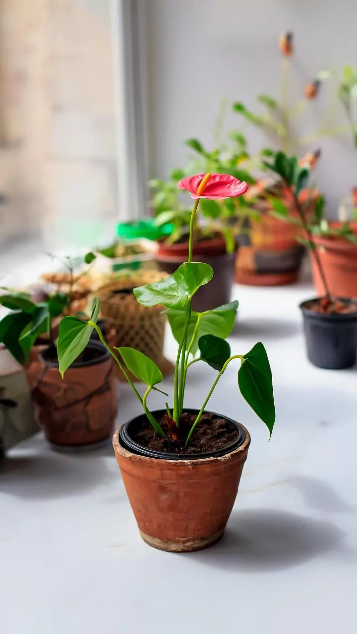 How Houseplants act As Natural Filters Against Toxic Winter Air Pollution In Delhi-NCR Homes