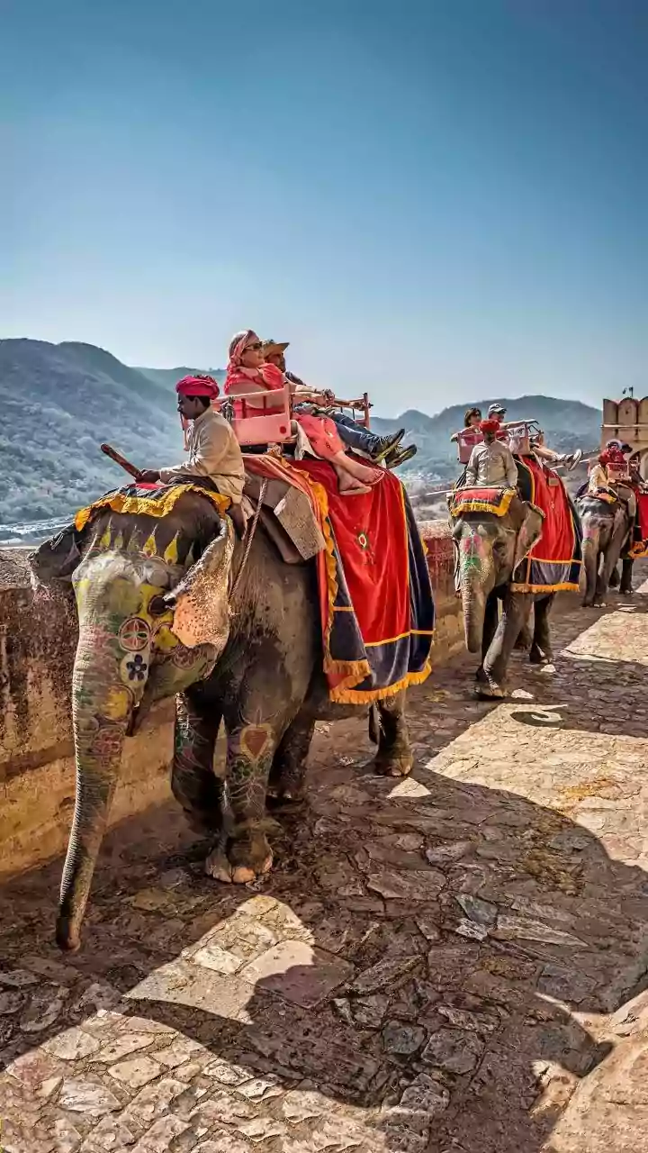 PETA urges Rajasthan CM to ban elephant rides in Jaipur