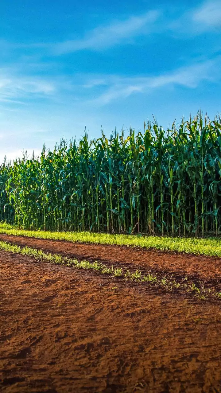 Govt's ethanol push risks food security as maize crowds out pulses, oilseeds: Economic Survey