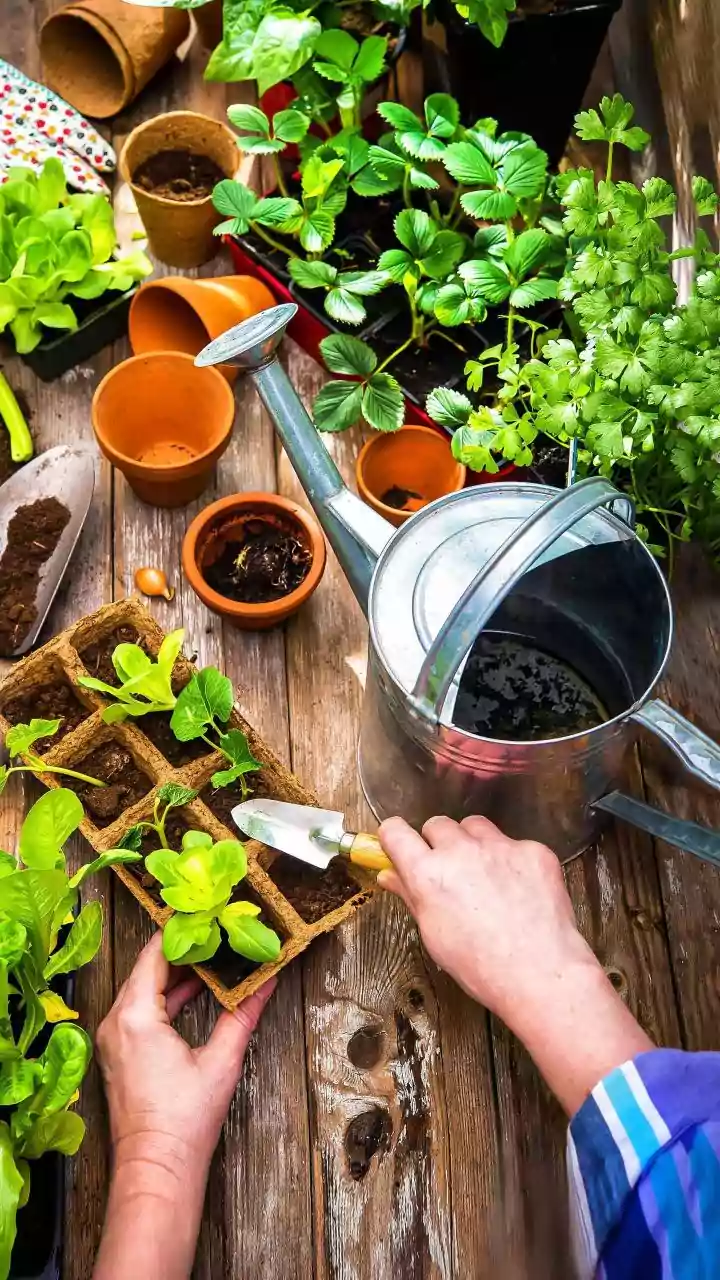 Potting Soil vs. Garden Soil: Choosing the Right One to Save Your Plants