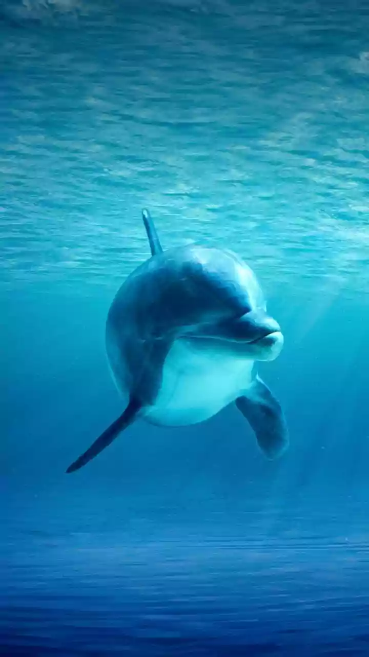India's Dolphin Wildlife Is Easier to Appreciate from a Respectful Distance