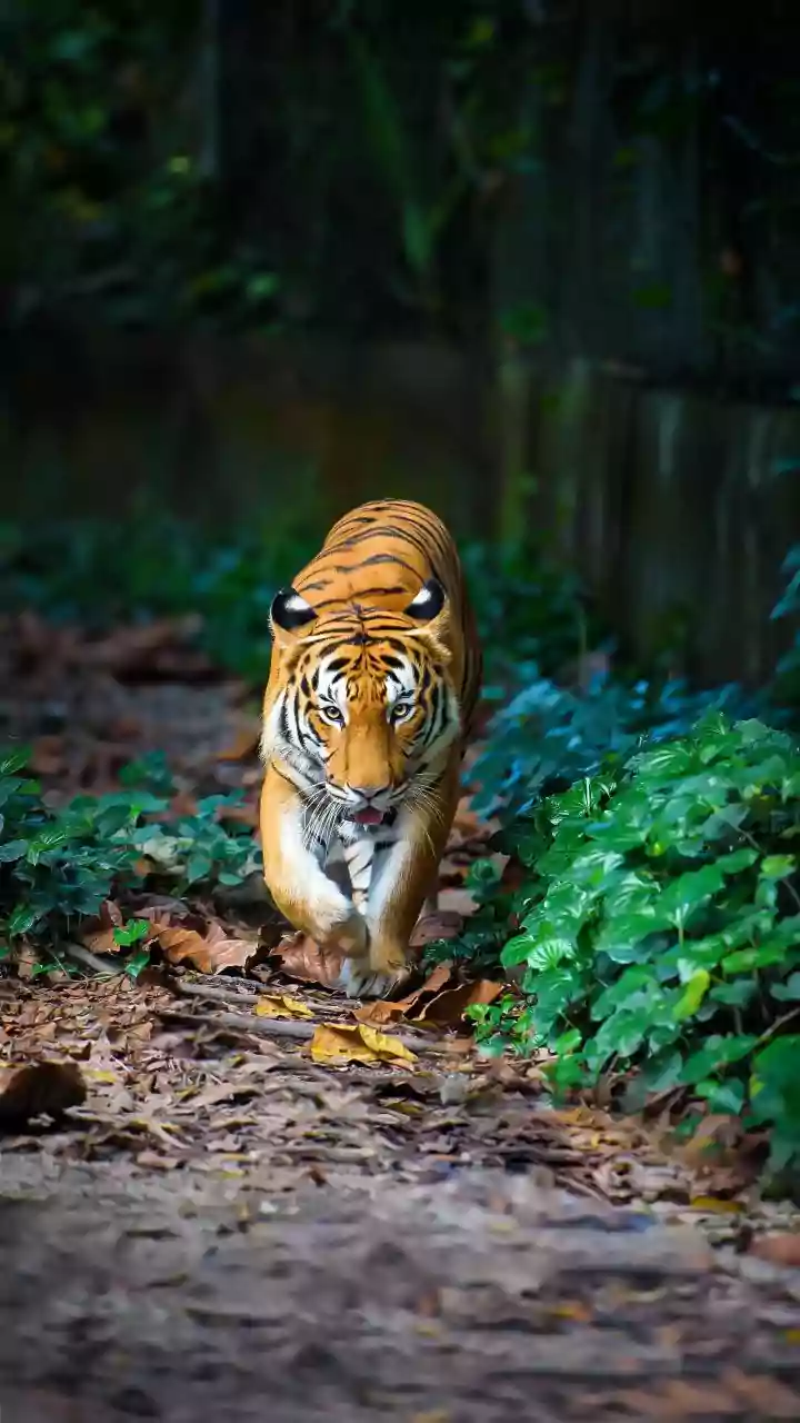 A Tiger Comeback Brings New Ecotourism Potential to Rural Nepal